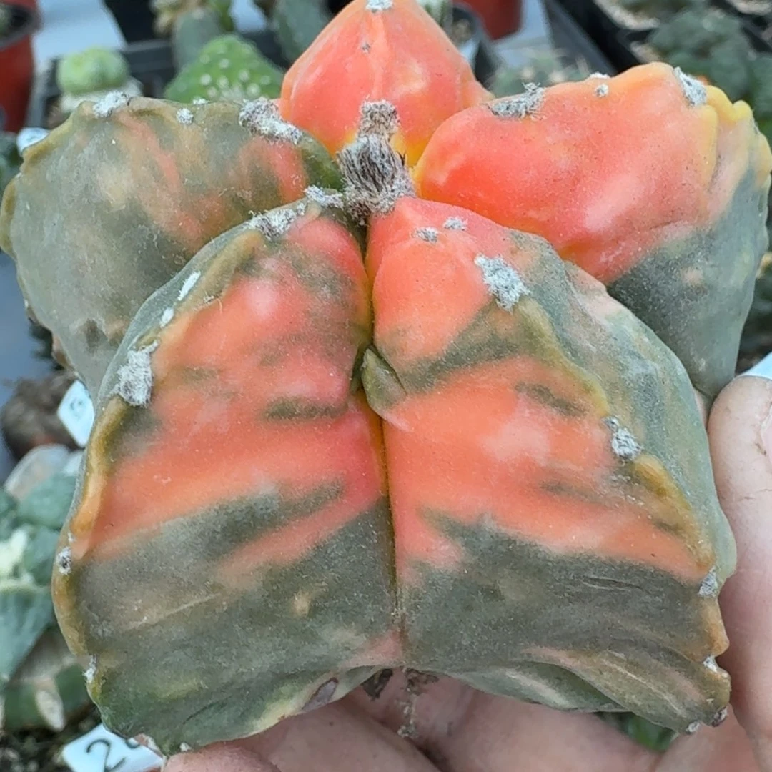 【闪购商品】自根鸾锦