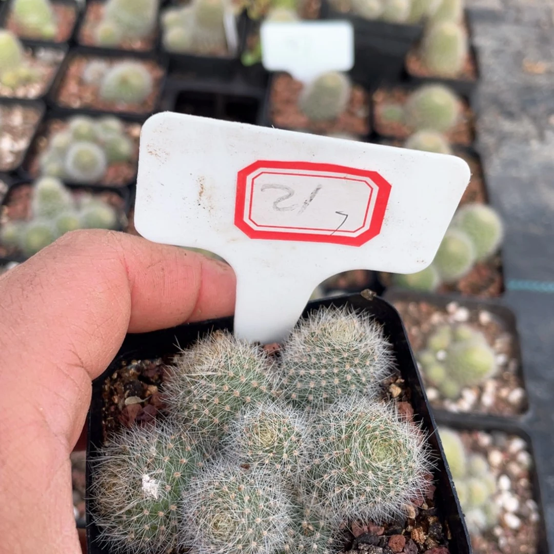 21往事多肉园仙人球