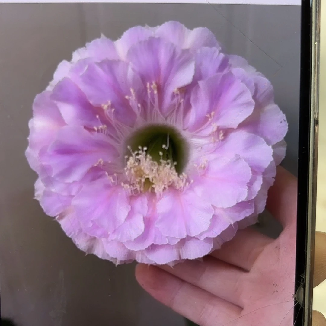 彩草1-33号球上球微瑕