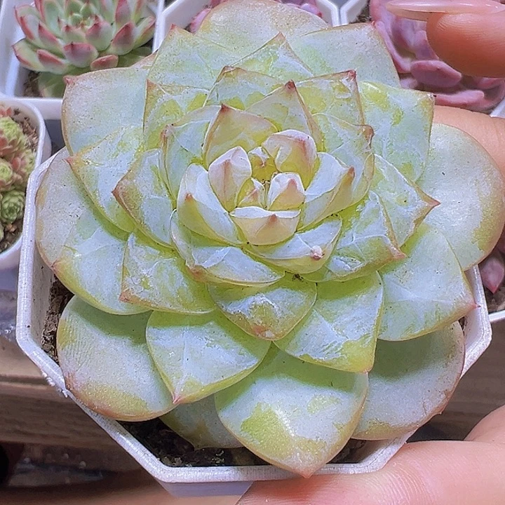 大冰冰19包邮多肉植物