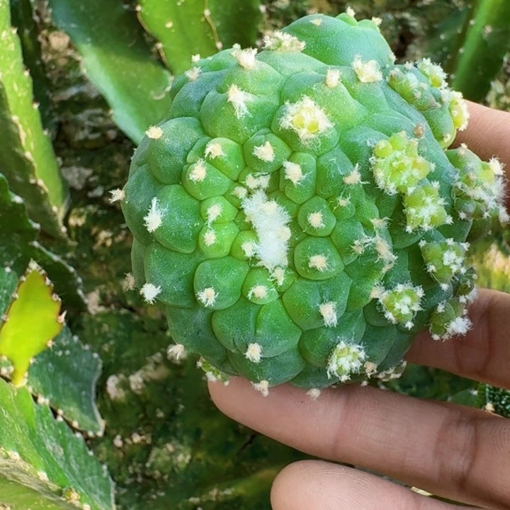 726苗接小尤佛头缀