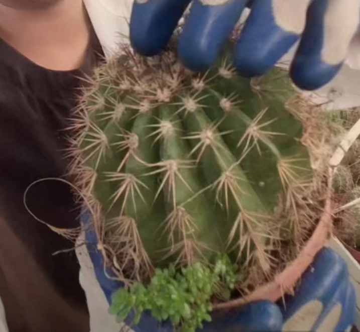 二妹园艺【 彩云 实生根 】默认脱土随机发货