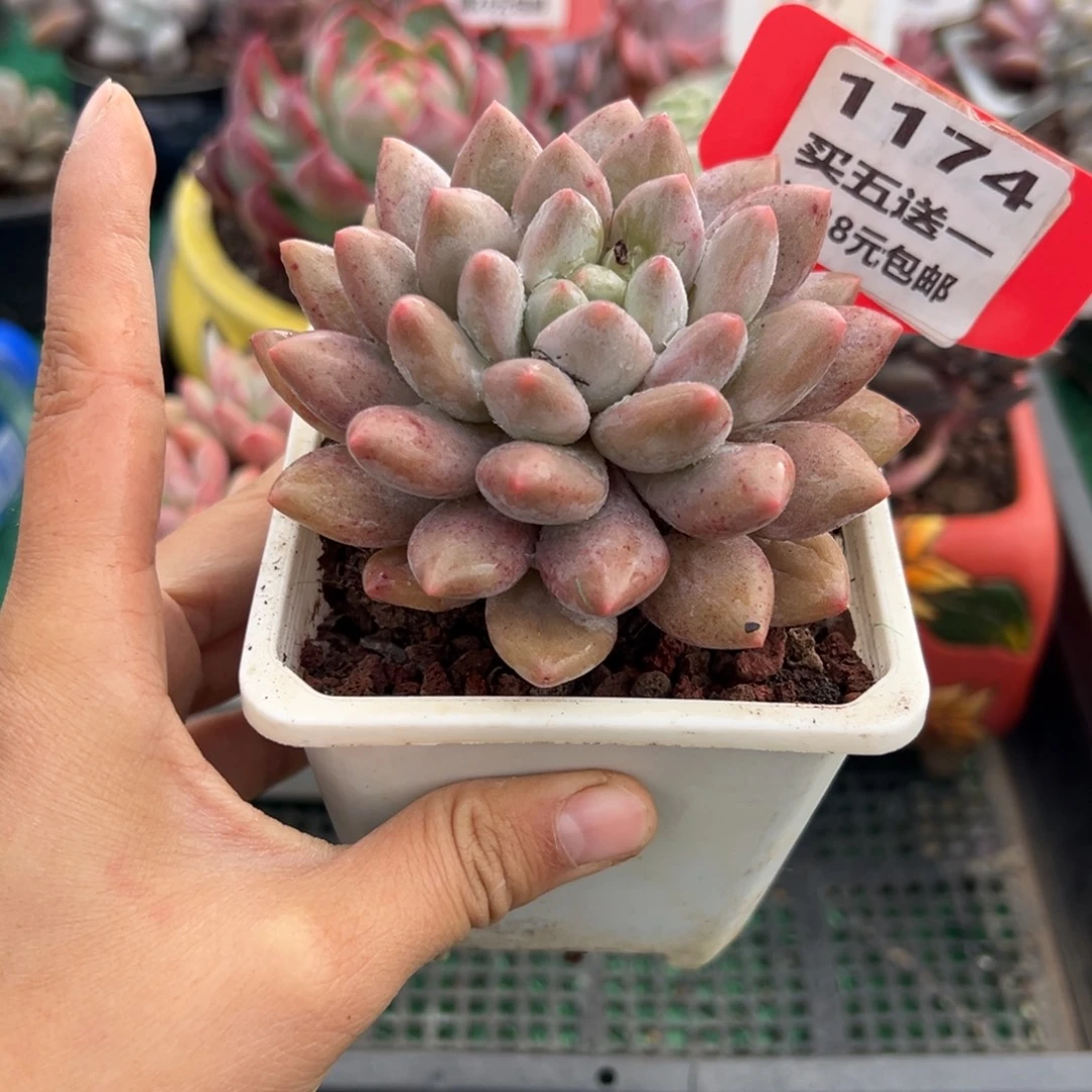 表妹精品多肉植物1174.