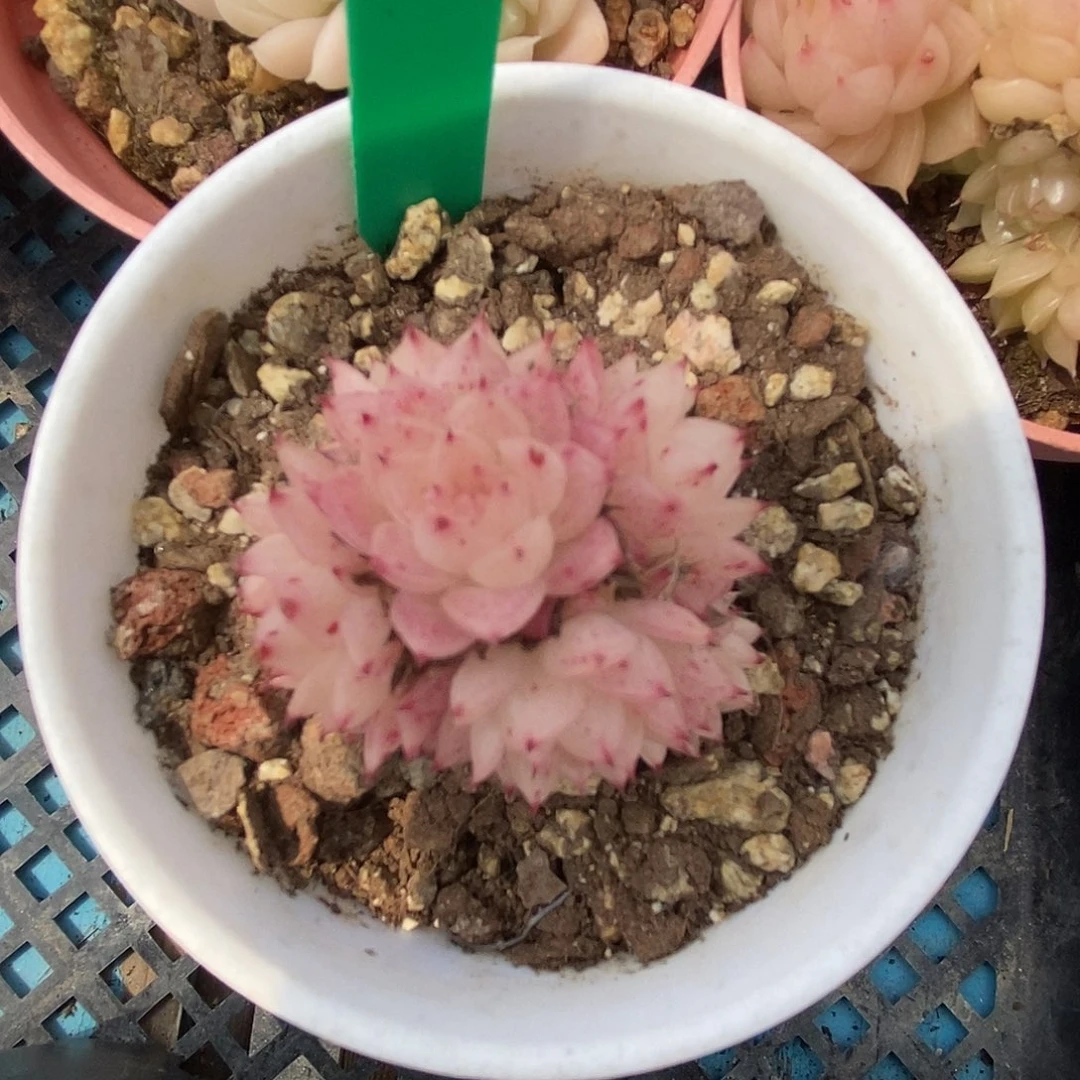 224 星宝精品多肉h