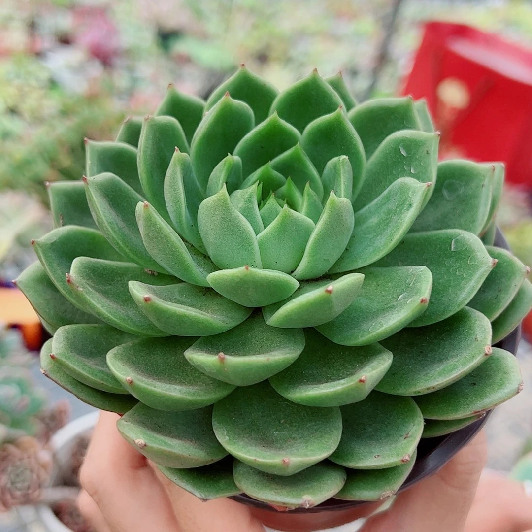 绿水鬼大单头精控