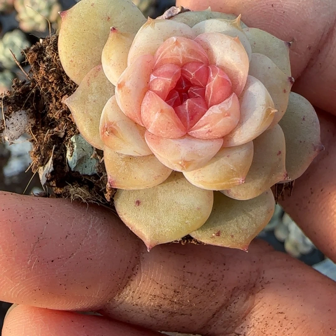 多肉小卡拉米糖心一物一拍