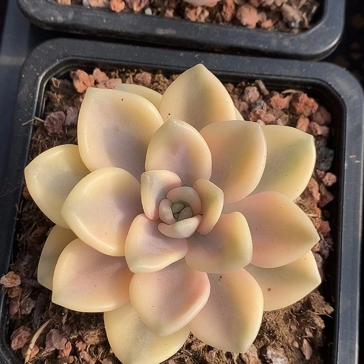 冬美人锦腹轮多肉植物