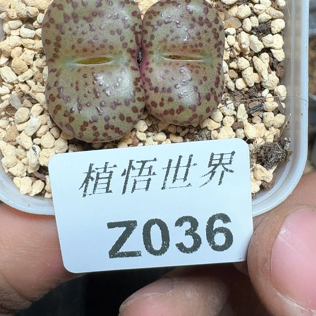 036盒的植物哇f c g