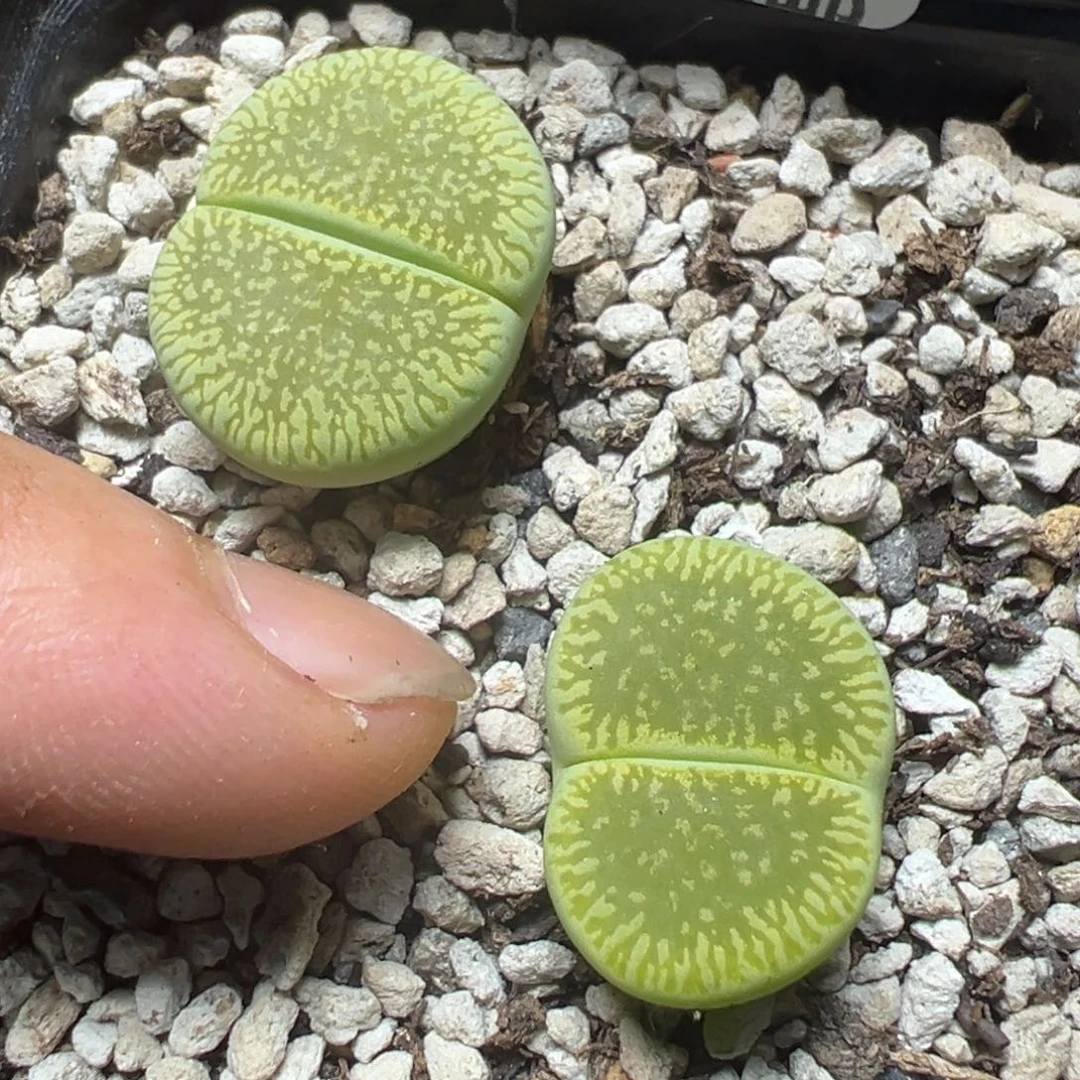 【闪购商品】 679.