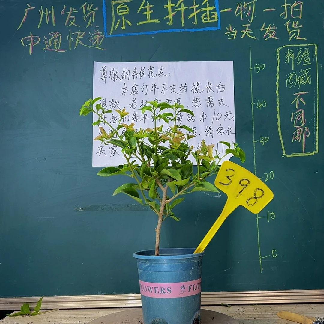 当前无花栽培后可以开花卡亚塔 398