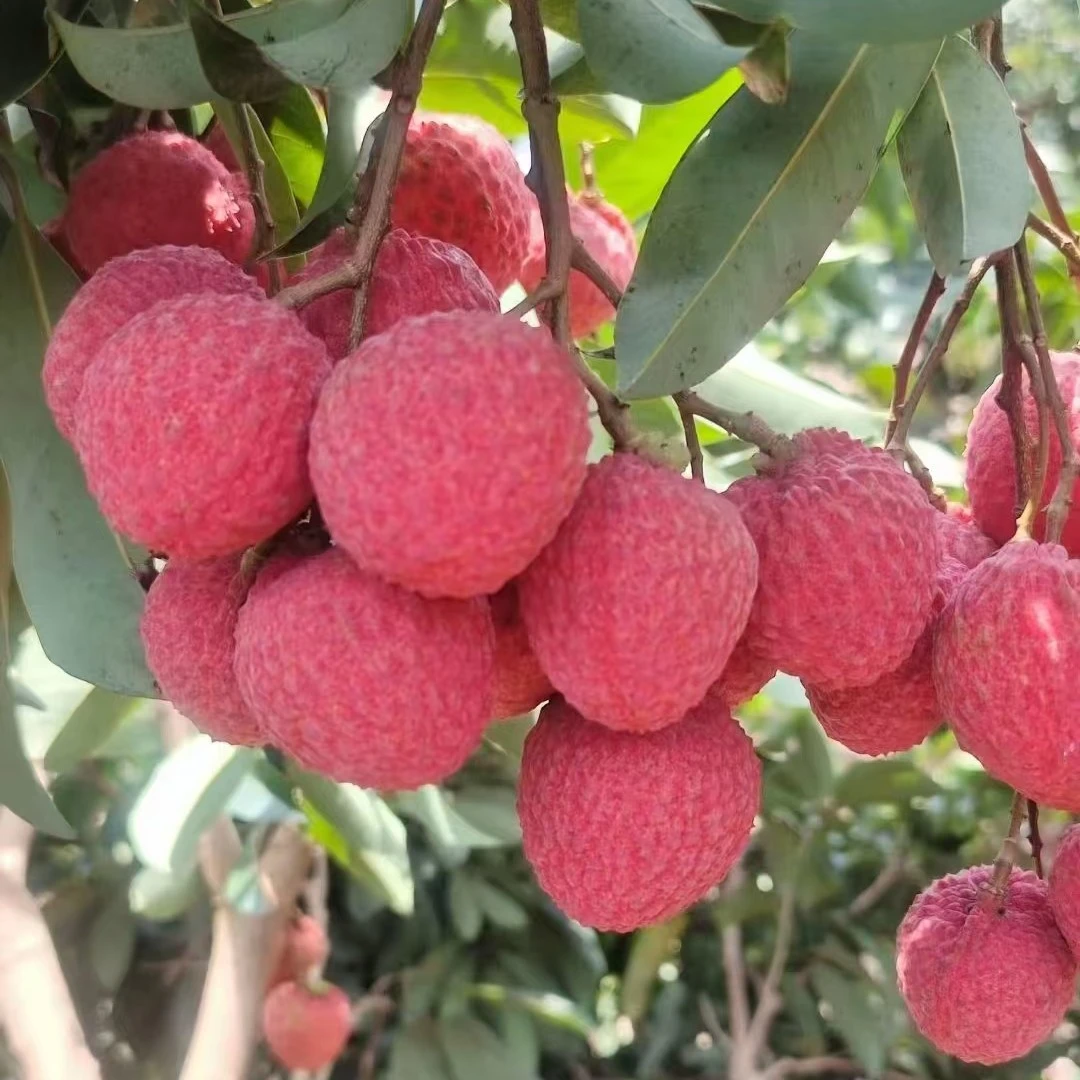 正宗糯米糍荔枝岭丰糯皮薄肉厚香甜可口小核鲜现摘老树