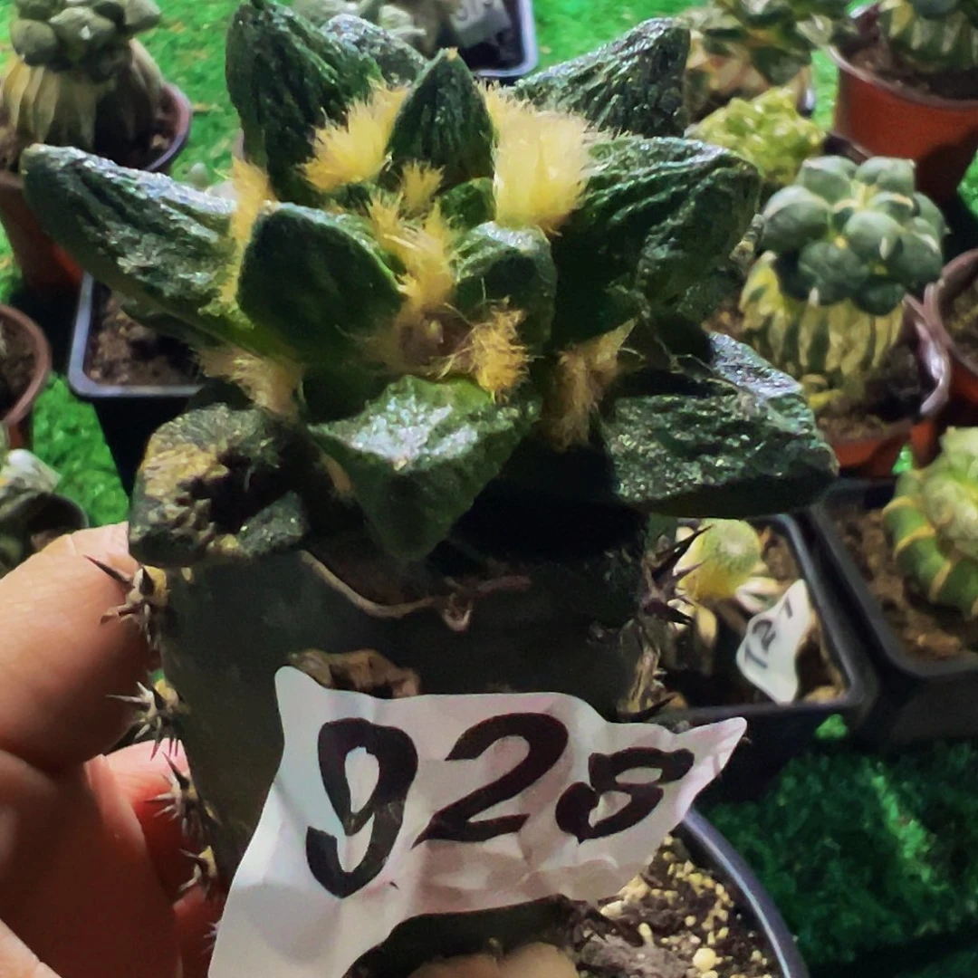 无花朵福利短尤龙角牡丹928
