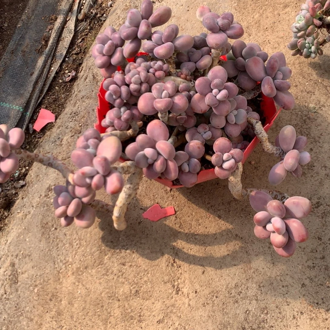 桃蛋老桩有砍15号