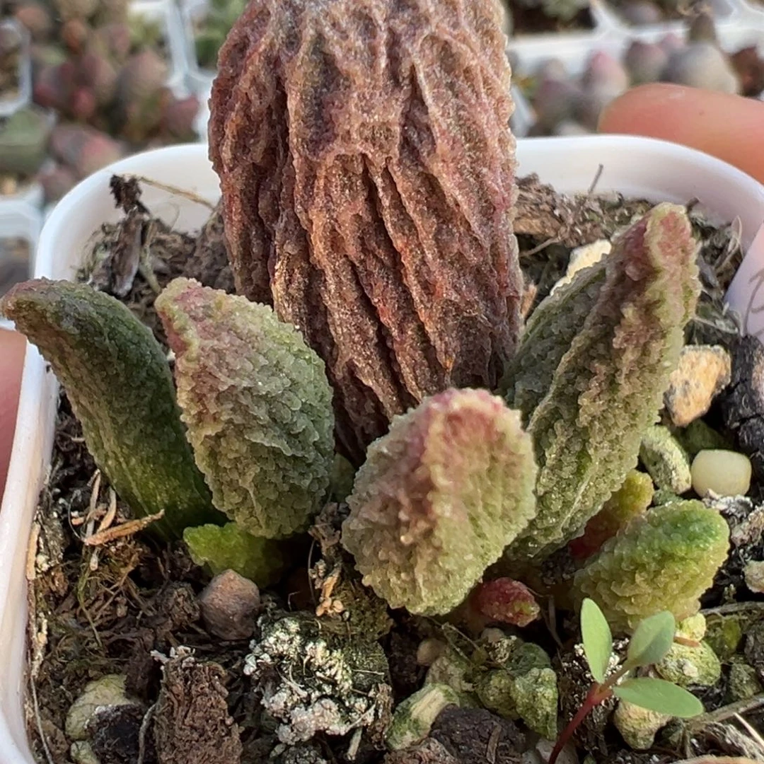 苍龙水泡多肉植物水泡