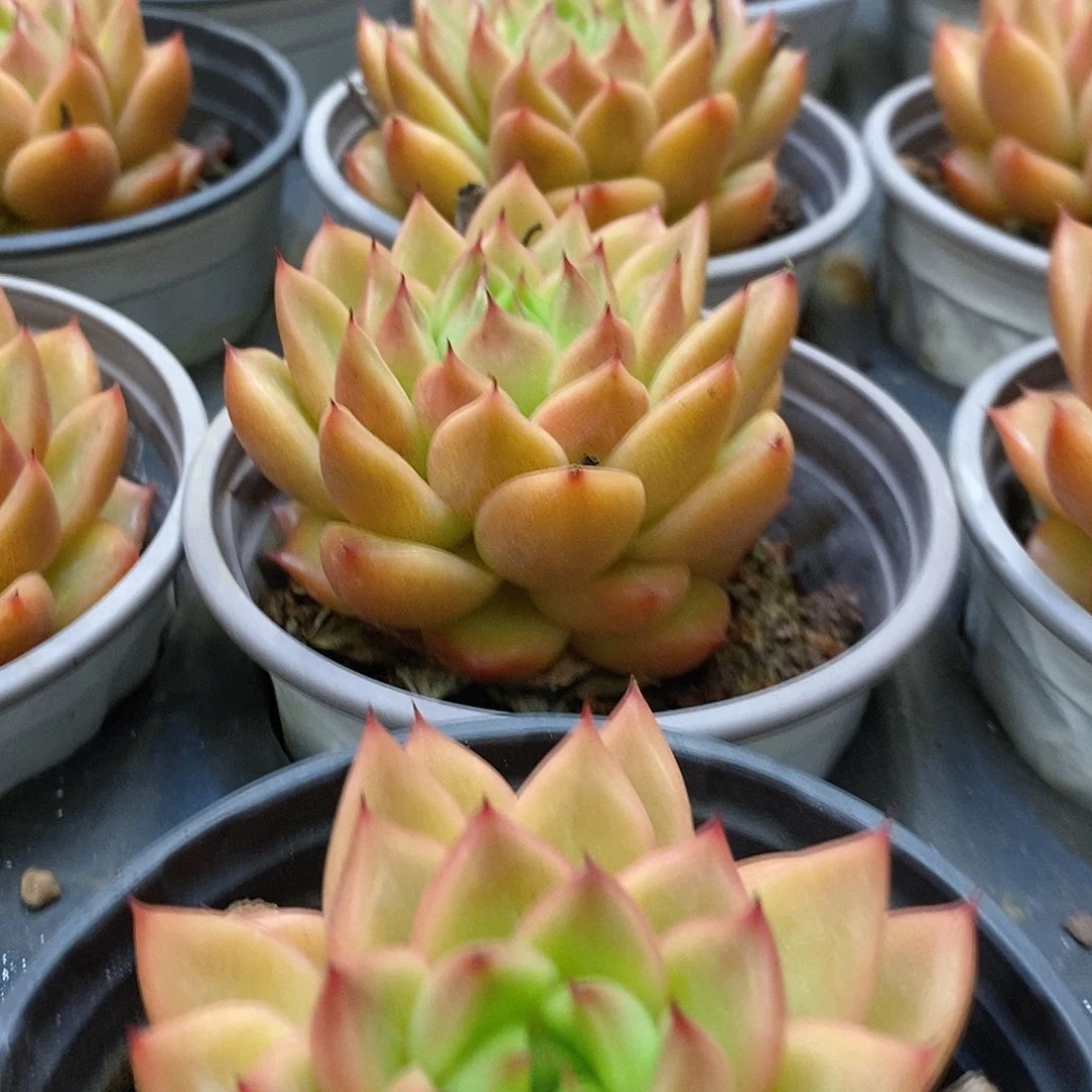 113。单头星空珍妮。福利多多