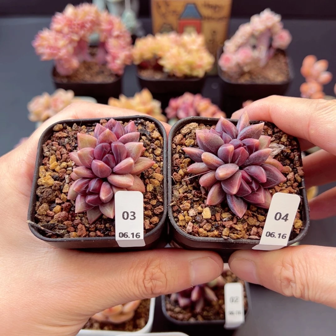 ?迷雾泡泡03、04、哈哈