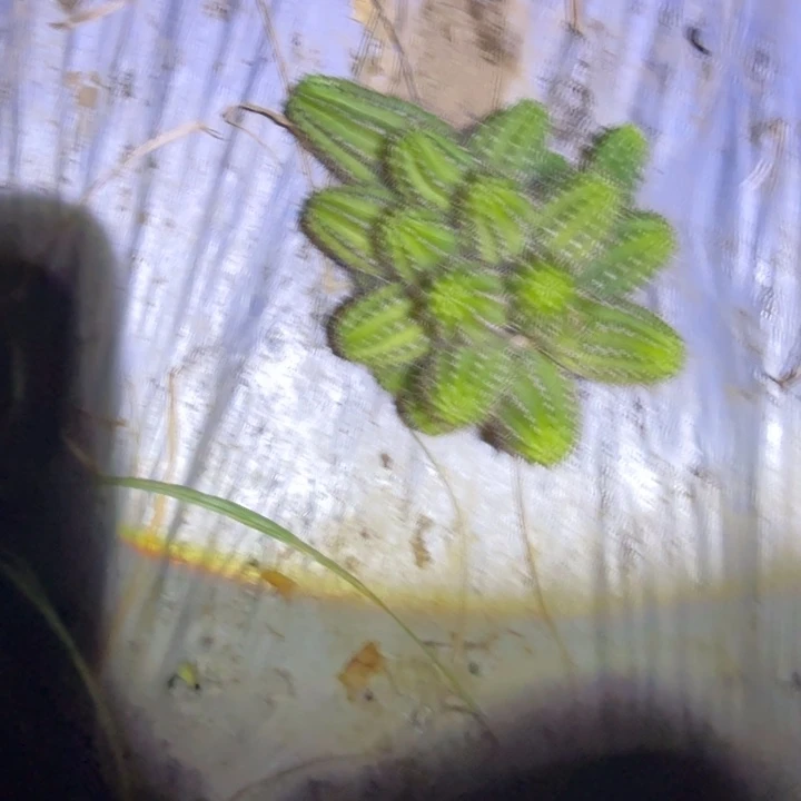 未***白白檀仙人球911白檀751