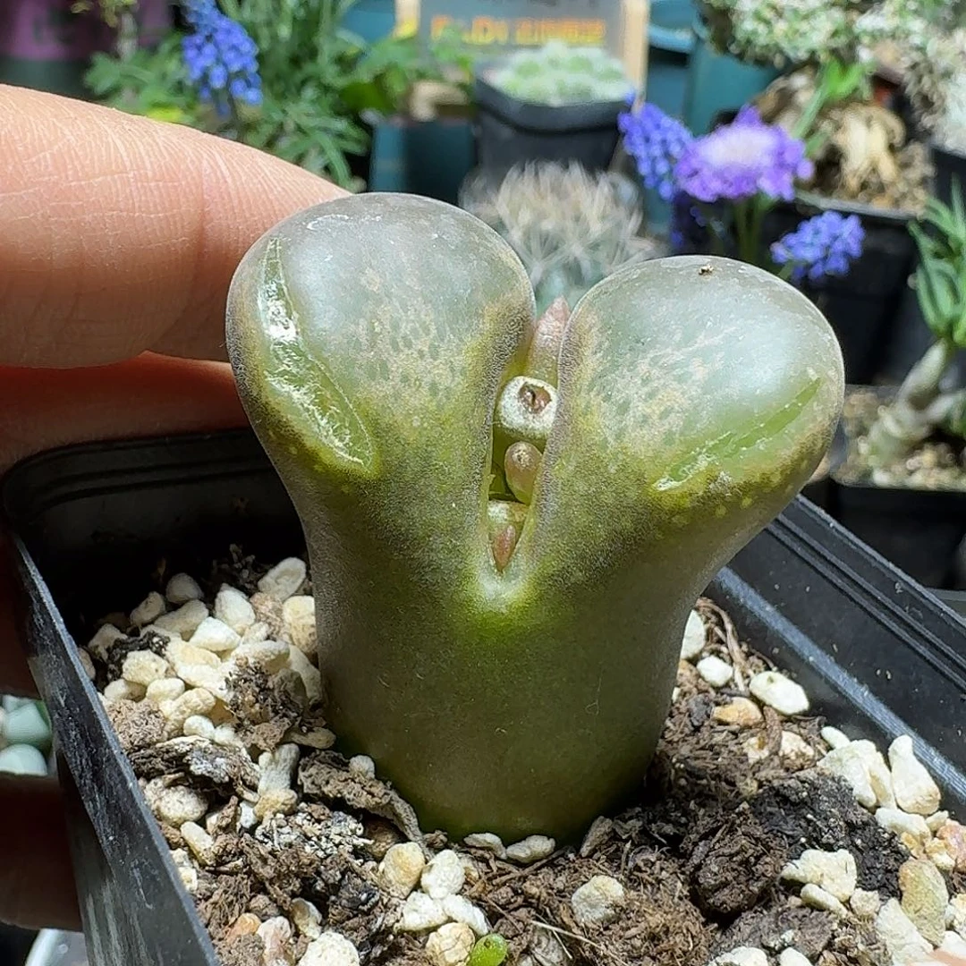 360风铃玉脱土发货有瑕疵