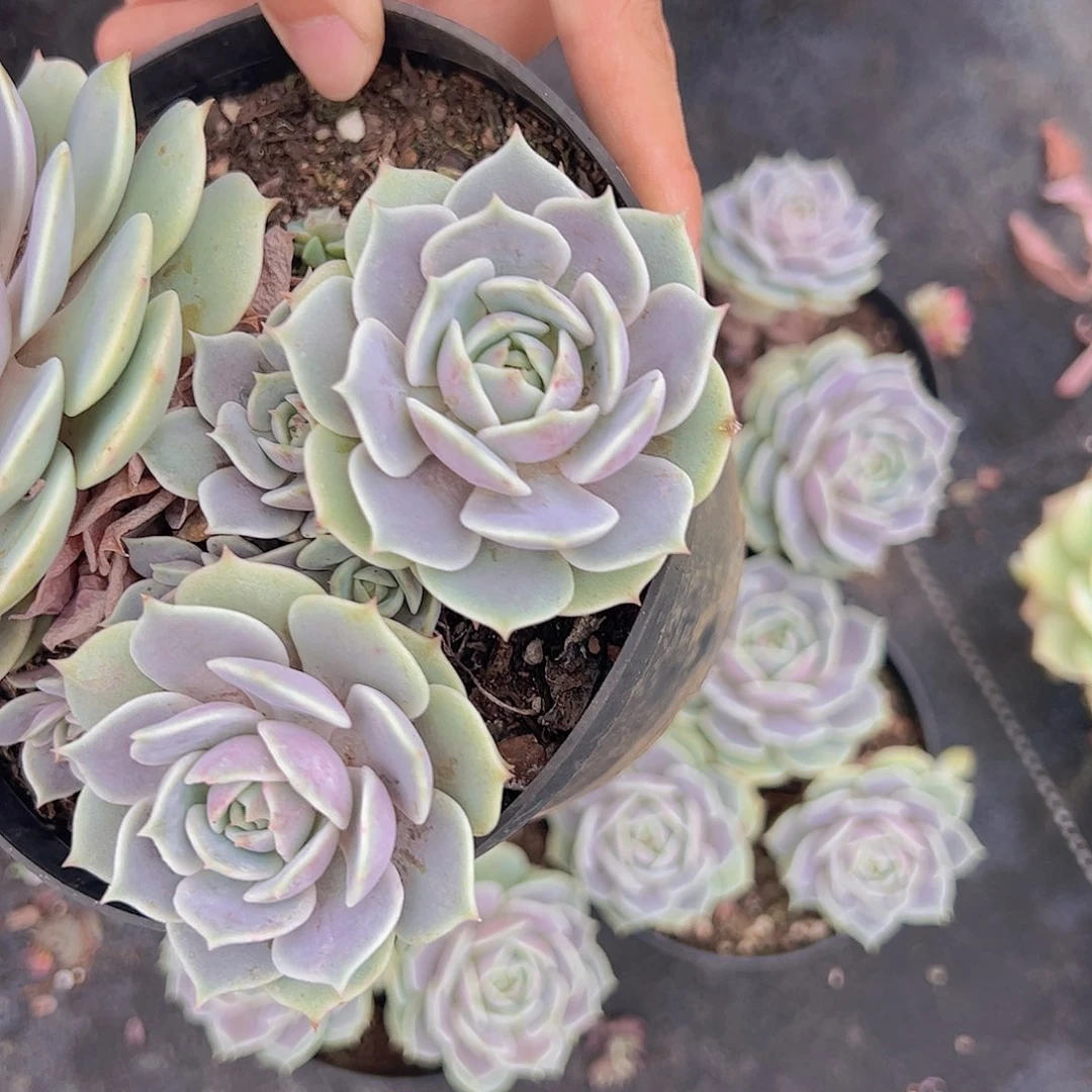 多头带仔露娜莲一盆