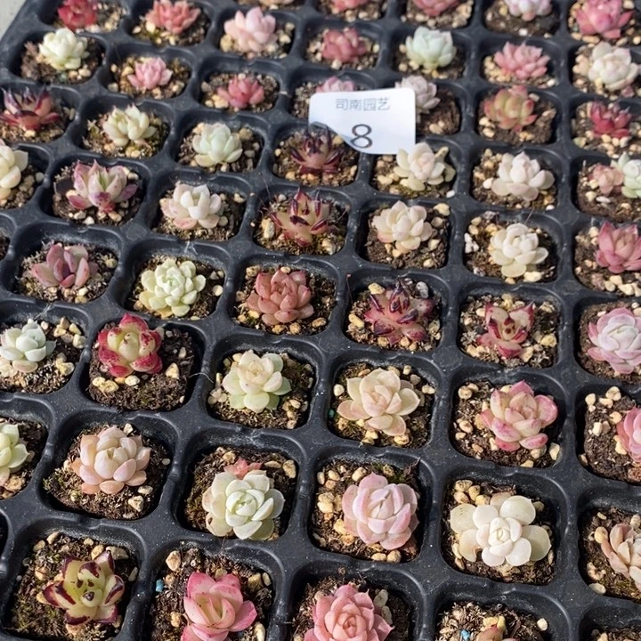 8 多肉植物盆栽花卉