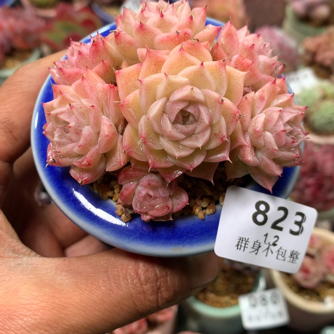 精控拇指盆1.2823