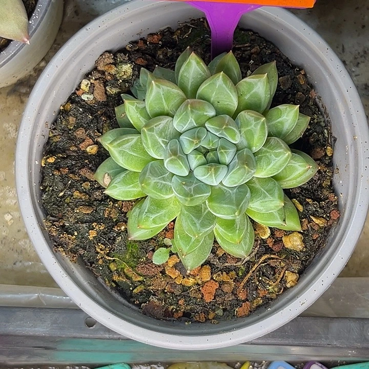 多肉植物橙色奇迹413