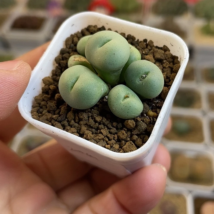 佳人园艺多肉生石花紫花大饼20