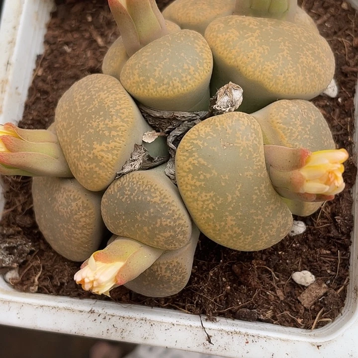 黄色雪花紫薰5头065