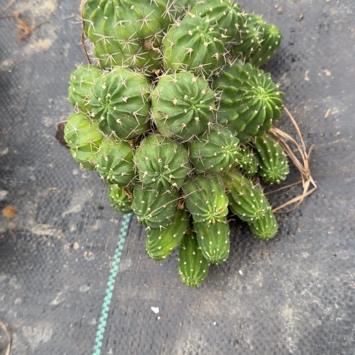 丽花仙人球群生529