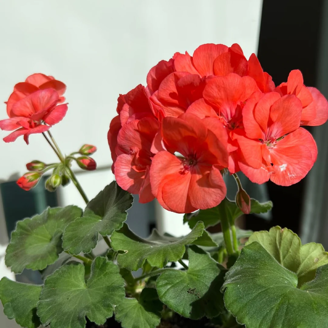 【珊瑚红】 直立天竺葵 微重瓣超大花球（带花苞 包对版 ）
