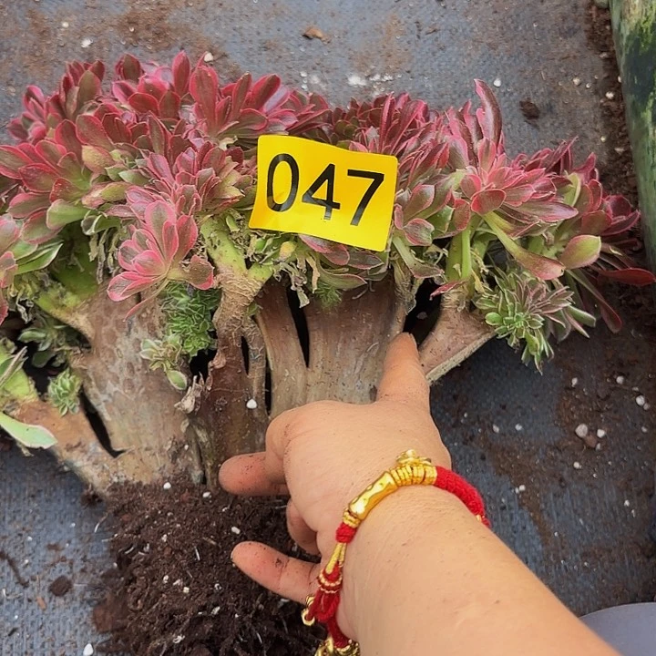 多肉植物福利047