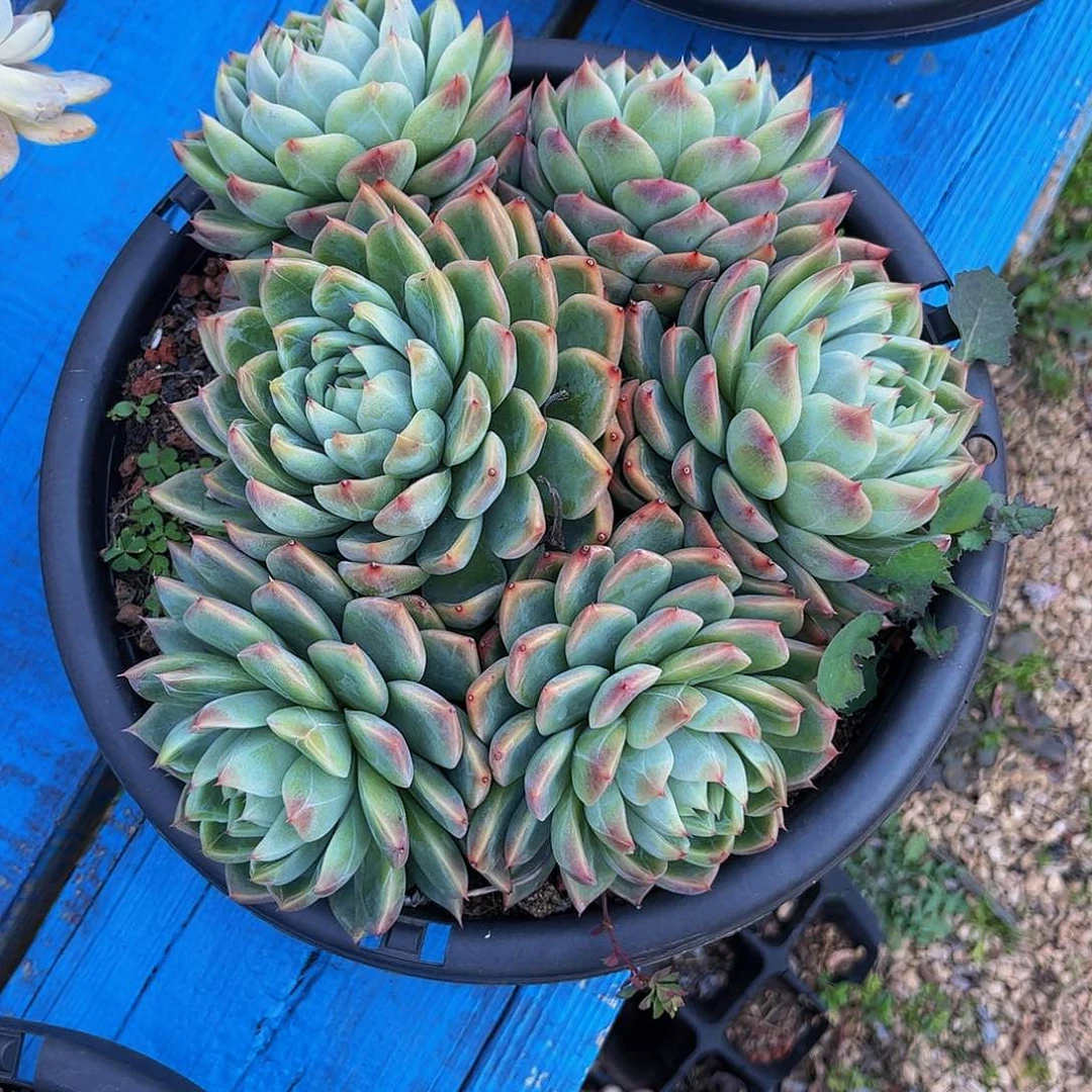 谢*好姑娘多肉，杂交