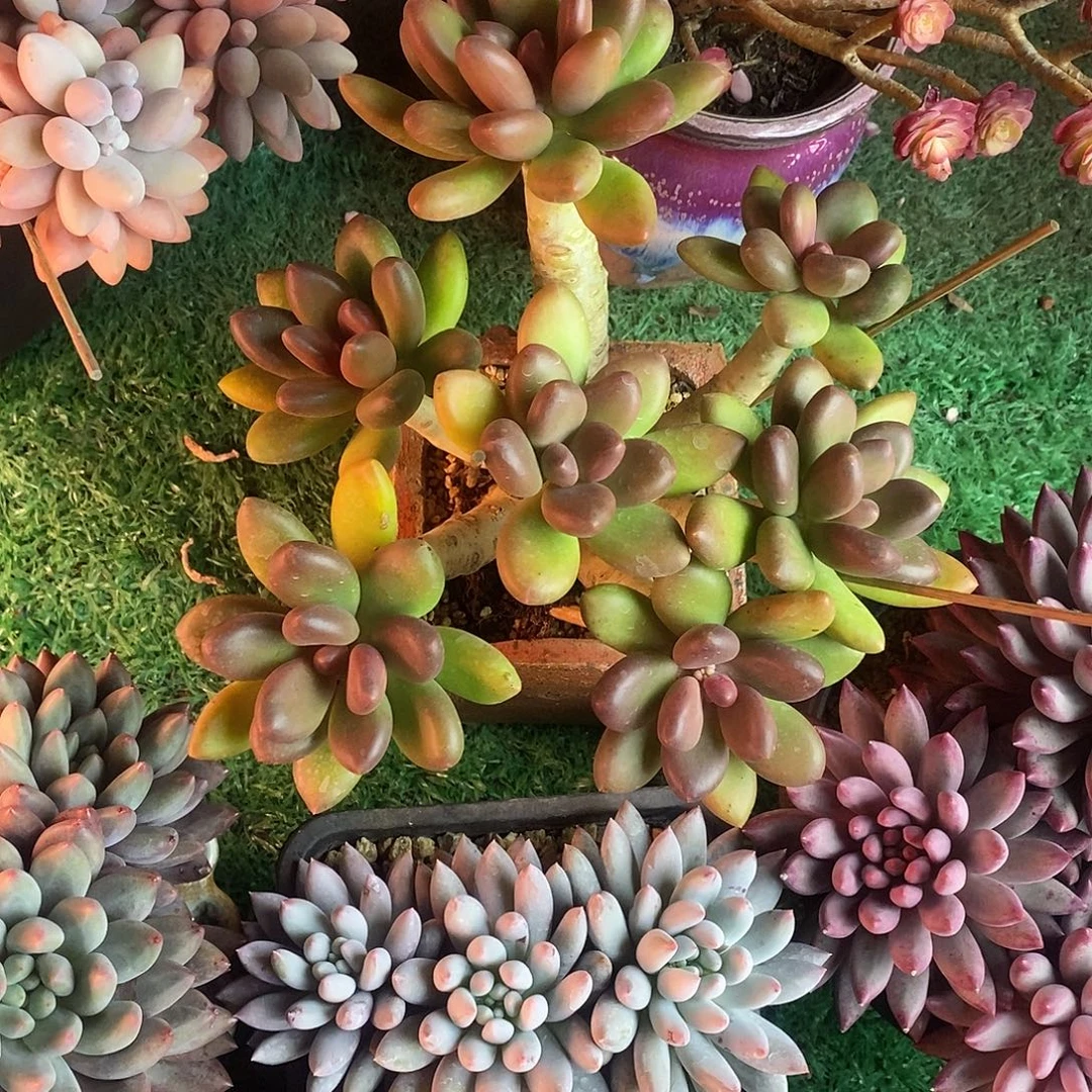 无坎老桩芒果奶多肉