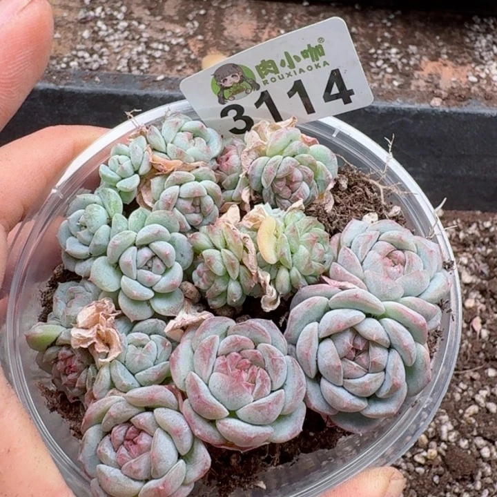 多肉植物多肉植物