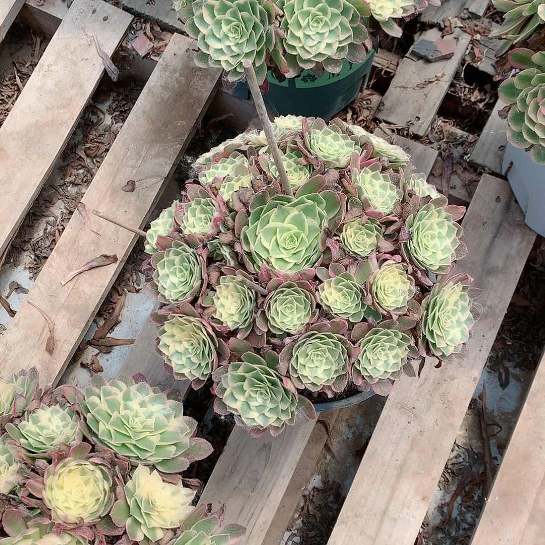 【闪购商品】爱**巍西施，多肉