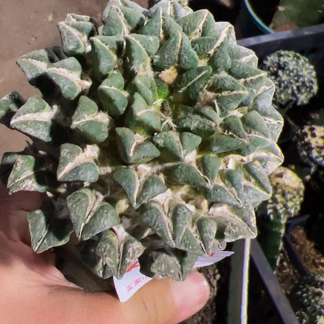 用****8黑牡丹仙人球014