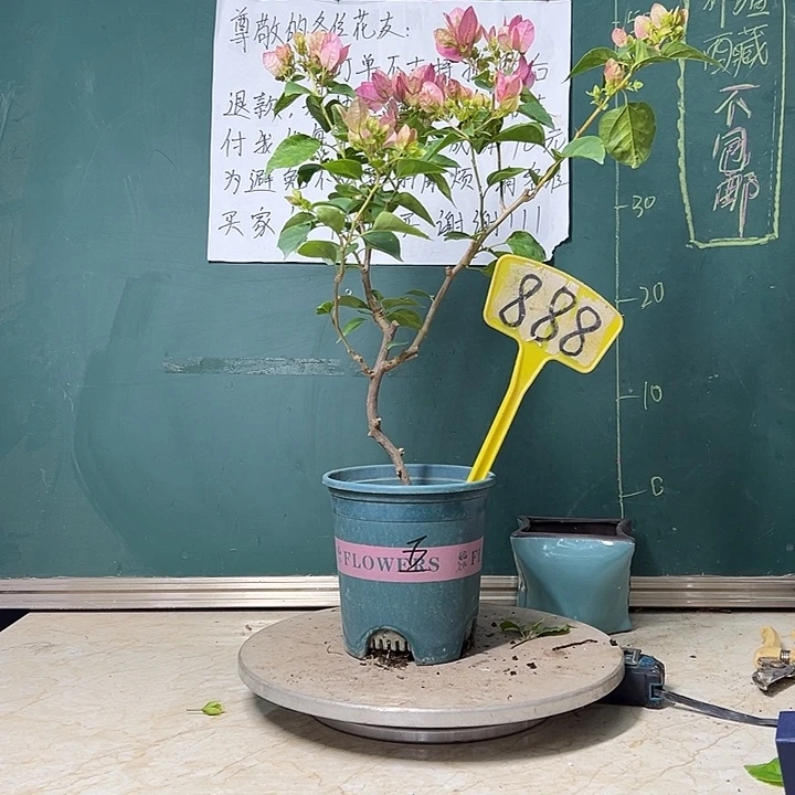 完全开放   暗斑五宝 888