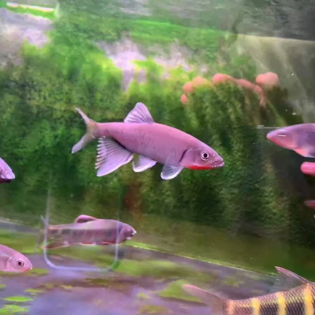 广东蓝屏异鱲 红下巴异鱲 原生鱼饲料 吃饲料可混养 广东发货