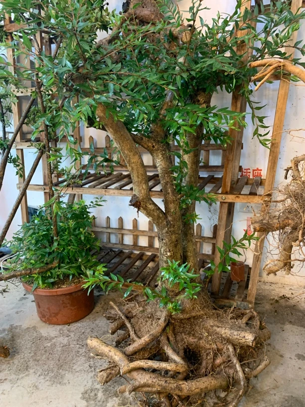 水杨梅植物鱼缸造景绿植水培观赏易养活