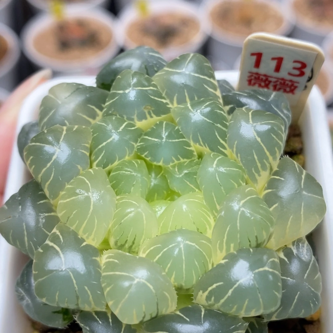 113糊斑湖水玉露锦