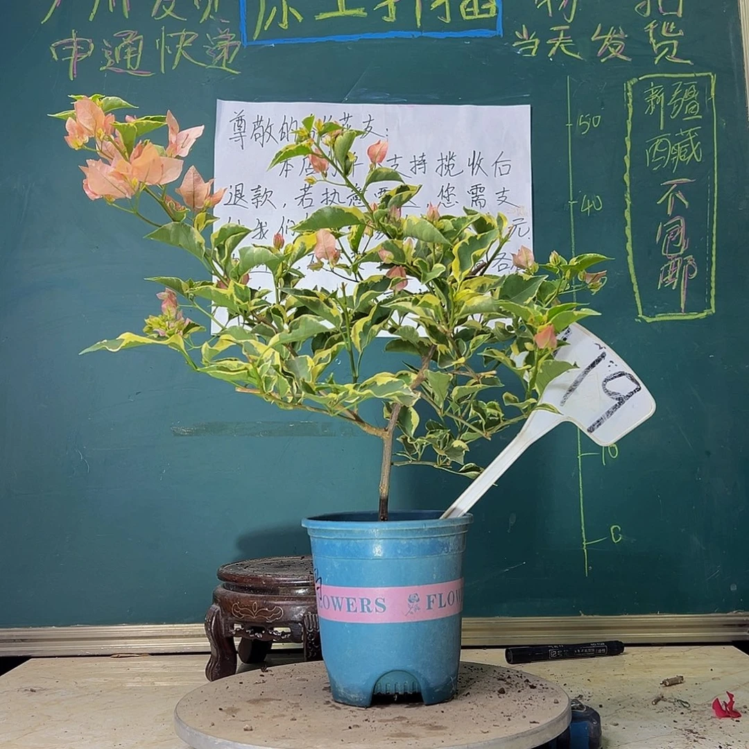 当前无花栽培后可以开花马斯419