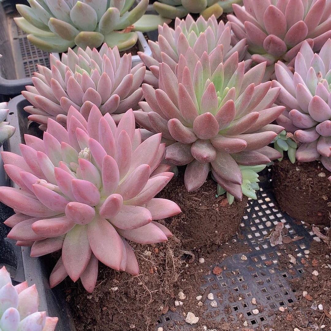 水晶球单头34577899900