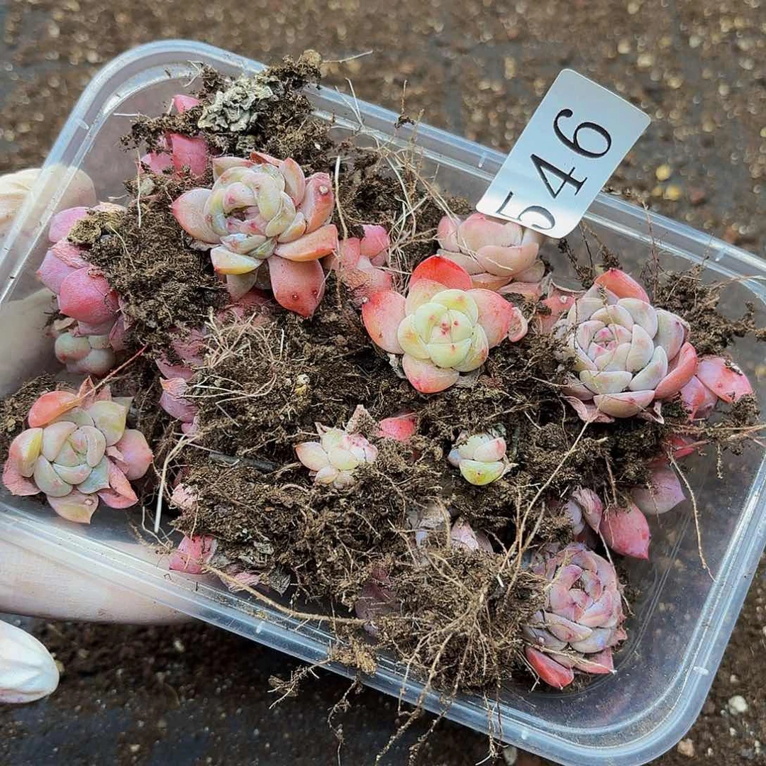 多肉植物多肉植物546