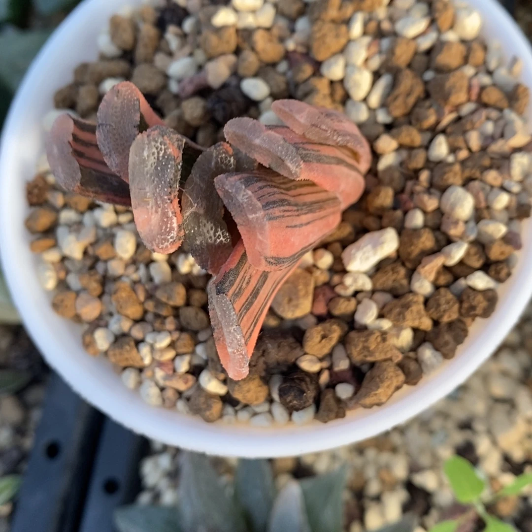 一颗实生玉扇锦 开播福利