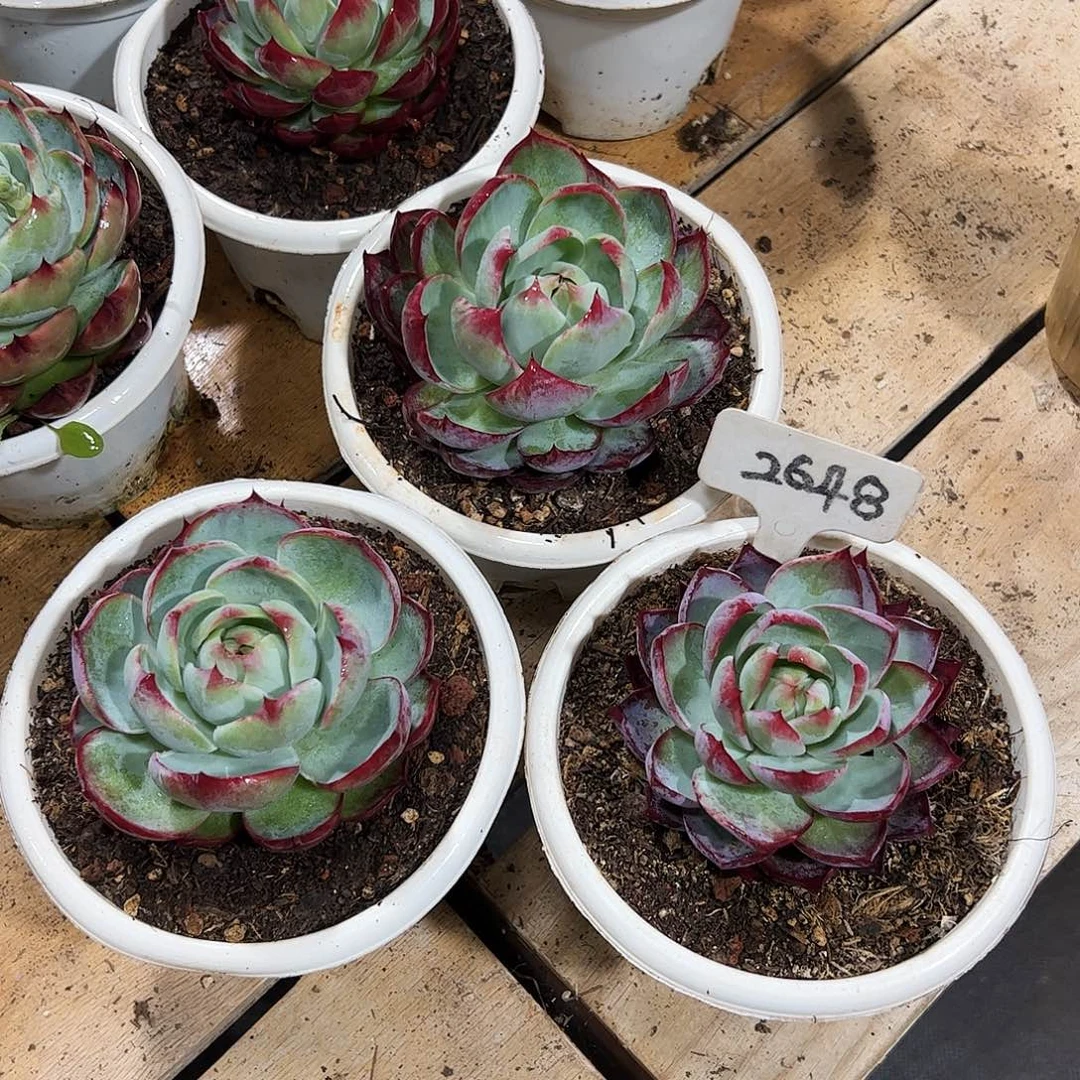 惊鸿仙子9公分左右三颗2648号