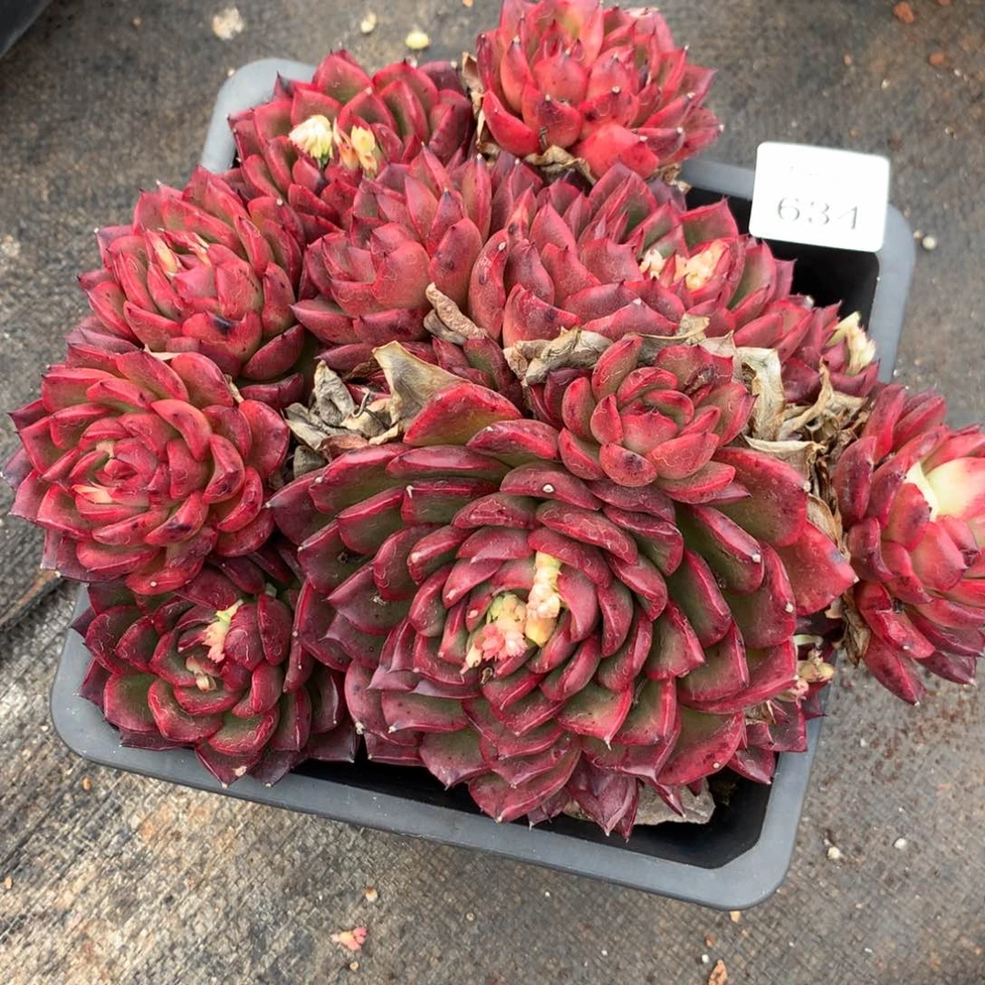 634杂交多肉老桩20冠