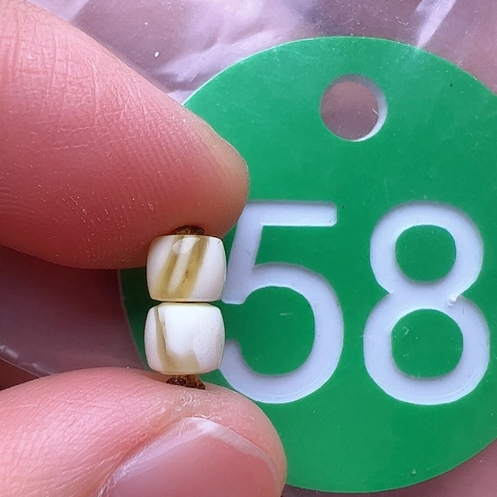 蜜蜡裸石未镶嵌5m m