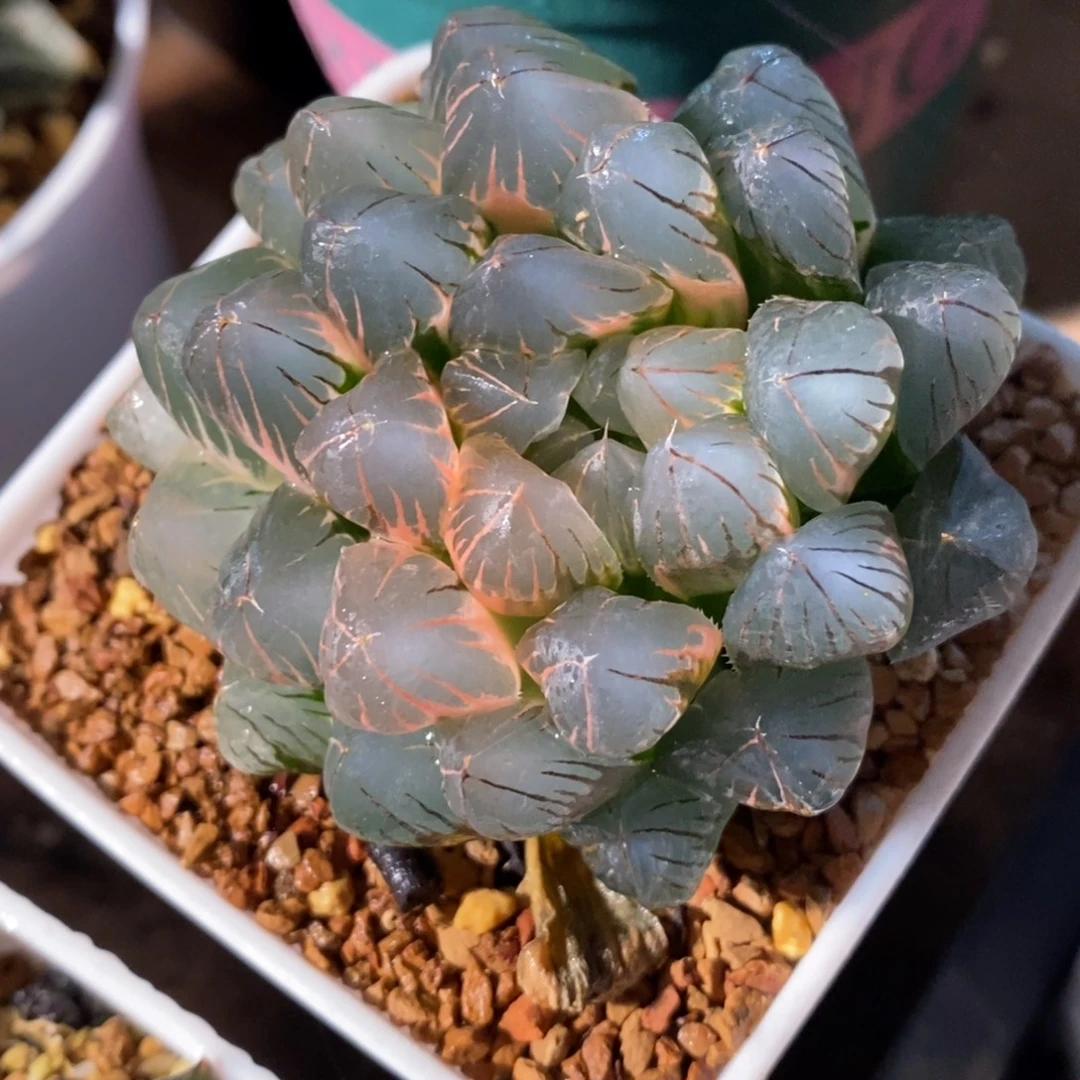 一颗实生糊斑玉露锦。
