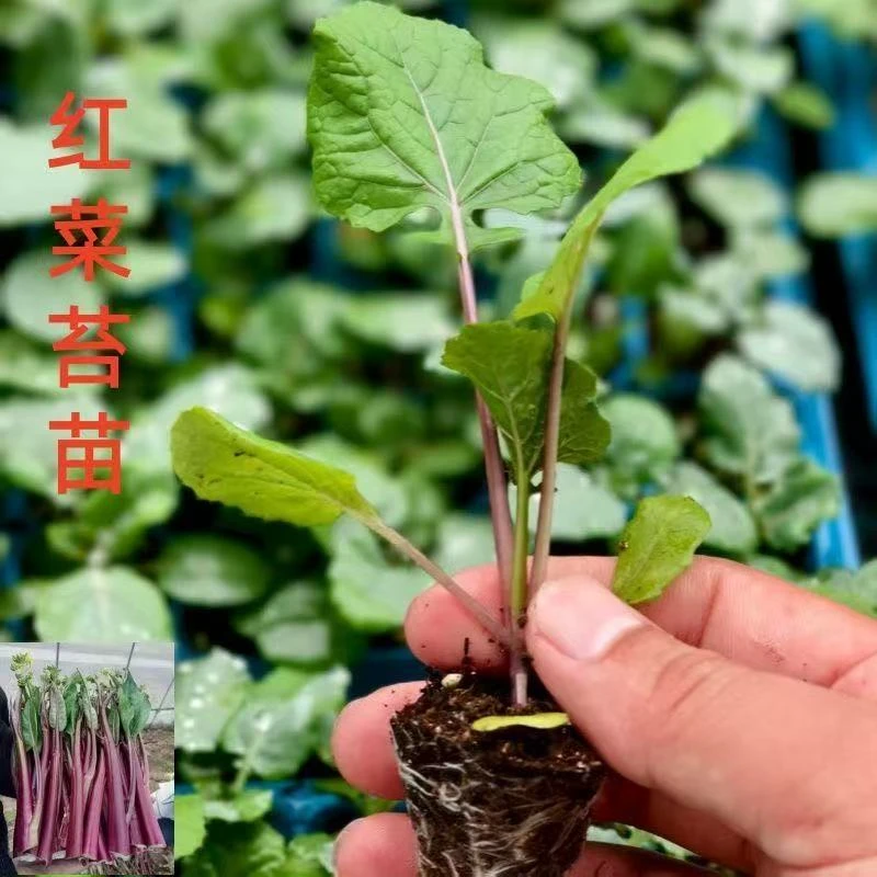 红菜苔秧苗四季可种植多茬采收高产蔬菜苗适合阳台盆栽