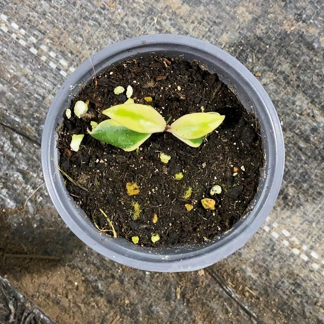 完全开放巴克恩外锦